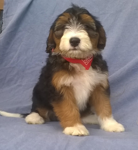 Mini Aussiedoodle For Sale Berlin, OH Male- Mittens