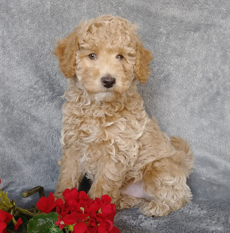 F1B Mini Labradoodle For Sale Millersburg, OH Male- Munchkin