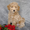 F1B Mini Labradoodle For Sale Millersburg, OH Male- Munchkin