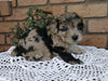Cockapoo For Sale Millersburg, OH Male- Munchkin