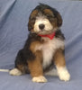 Mini Aussiedoodle For Sale Berlin, OH Male- Mittens