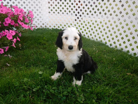 Sheepadoodle For Sale Batic, OH Female- Nancy