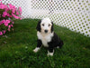 Sheepadoodle For Sale Batic, OH Female- Nancy