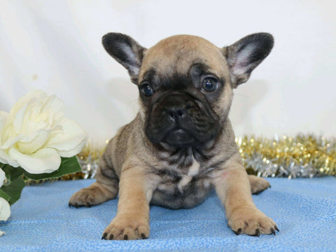 AKC Registered French Bulldog For Sale Wooster, OH Female- Neillee