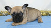 AKC Registered French Bulldog For Sale Wooster, OH Female- Neillee