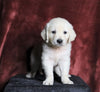 AKC Registered English Cream Golden Retriever For Sale Fredericksburg, OH Male- Neo