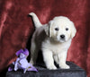 AKC Registered English Cream Golden Retriever For Sale Fredericksburg, OH Female- Nerissa