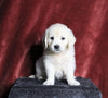 AKC Registered English Cream Golden Retriever For Sale Fredericksburg, OH Female- Nescha