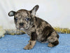 AKC Registered French Bulldog For Sale Wooster, OH Male- Nicholus