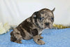 AKC Registered French Bulldog For Sale Wooster, OH Male- Nicholus