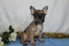 AKC Registered French Bulldog For Sale Wooster, OH Male- Nick
