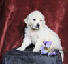 AKC Registered English Cream Golden Retriever For Sale Fredericksburg, OH Male- Nickels
