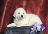 AKC Registered English Cream Golden Retriever For Sale Fredericksburg, OH Male- Nickels
