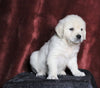 AKC Registered English Cream Golden Retriever For Sale Fredericksburg, OH Female- Nicole