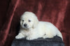 AKC Registered English Cream Golden Retriever For Sale Fredericksburg, OH Male- Niki