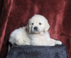 AKC Registered English Cream Golden Retriever For Sale Fredericksburg, OH Male- Niki