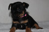 Yorkshire Terrier For Sale Fredericksburg, OH Female- Nikki