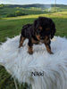 Cavapoo For Sale Dundee, OH Female- Nikki