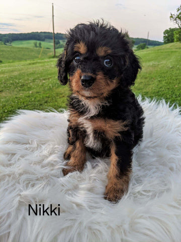 Cavapoo For Sale Dundee, OH Female- Nikki