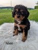 Cavapoo For Sale Dundee, OH Female- Nikki