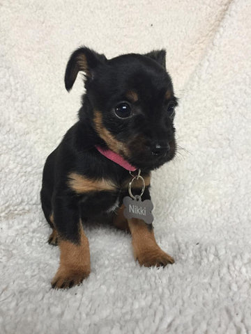 Yorkshire Terrier For Sale Fredericksburg, OH Female- Nikki