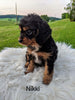 Cavapoo For Sale Dundee, OH Female- Nikki