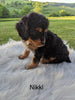 Cavapoo For Sale Dundee, OH Female- Nikki