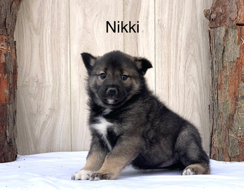 Norwegian Elkhound Hybrid For Sale Adamsville, OH Female- Nikki