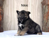 Norwegian Elkhound Hybrid For Sale Adamsville, OH Female- Nikki