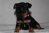Yorkshire Terrier For Sale Fredericksburg, OH Female- Nikki