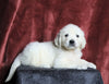 AKC Registered English Cream Golden Retriever For Sale Fredericksburg, OH Male- Nimbo