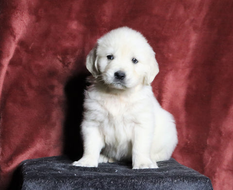 AKC Registered English Cream Golden Retriever For Sale Fredericksburg, OH Male- Nimbo