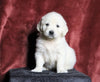 AKC Registered English Cream Golden Retriever For Sale Fredericksburg, OH Male- Nimbo