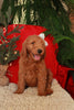F1B Goldendoodle (Standard) For Sale Sugarcreek, OH Female- Noel
