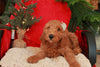 F1B Goldendoodle (Standard) For Sale Sugarcreek, OH Female- Noel