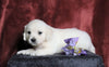 AKC Registered English Cream Golden Retriever For Sale Fredericksburg, OH Female- Noelle