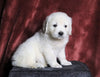 AKC Registered English Cream Golden Retriever For Sale Fredericksburg, OH Female- Nova