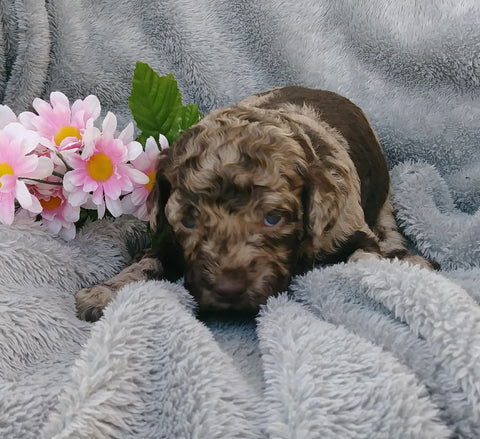 F1B Medium Labradoodle For Sale Millersburg, OH Male- Odie