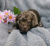 F1B Medium Labradoodle For Sale Millersburg, OH Male- Odie