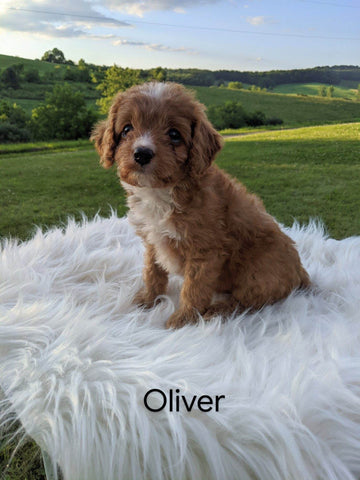 Cavapoo For Sale Dundee, OH Male- Oliver