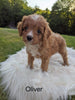 Cavapoo For Sale Dundee, OH Male- Oliver