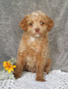 Mini Labradoodle For Sale Millersburg, OH Male- Ollie