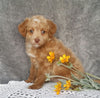 Mini Labradoodle For Sale Millersburg, OH Male- Ollie