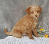 Mini Labradoodle For Sale Millersburg, OH Male- Ollie