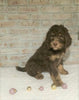 AKC Registered Poodle (Standard) For Sale Homesville, OH Male - Oreo