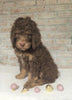 AKC Registered Poodle (Standard) For Sale Homesville, OH Male - Oreo