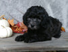 F1B Mini Labradoodle For Sale Millersburg, OH Male- Oreo