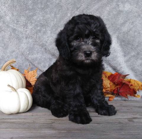 F1B Mini Labradoodle For Sale Millersburg, OH Male- Oreo