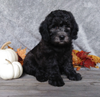 F1B Mini Labradoodle For Sale Millersburg, OH Male- Oreo