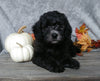 F1B Mini Labradoodle For Sale Millersburg, OH Male- Oreo